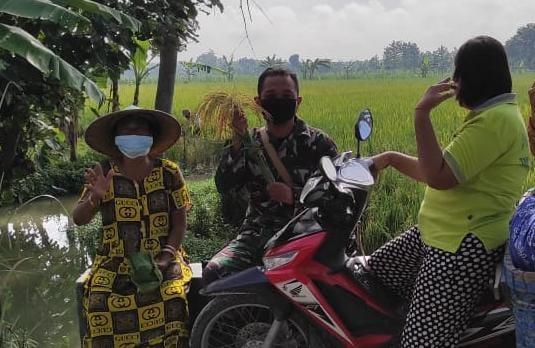Satgas TMMD 110 Bojonegoro Bantu Petani Ambil Padi Seikat Di Sawah